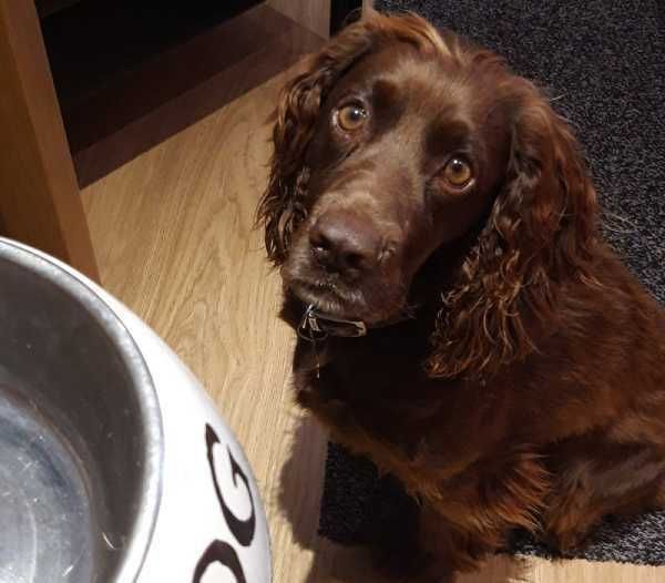 Beautiful brown dog at Coast 77 B&B - Pet-Friendly Accommodation
